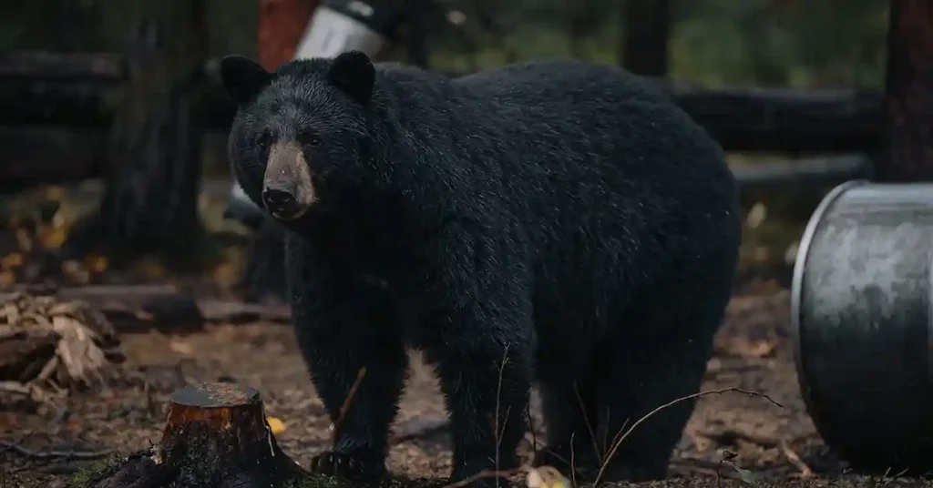 Trophy black bear hunts